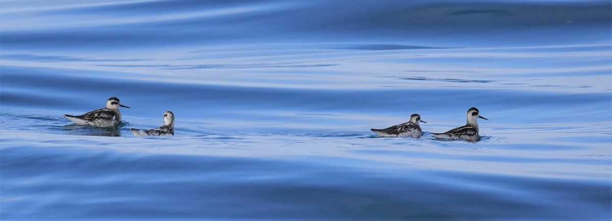 Phalarope à bec étroit - ML609318377