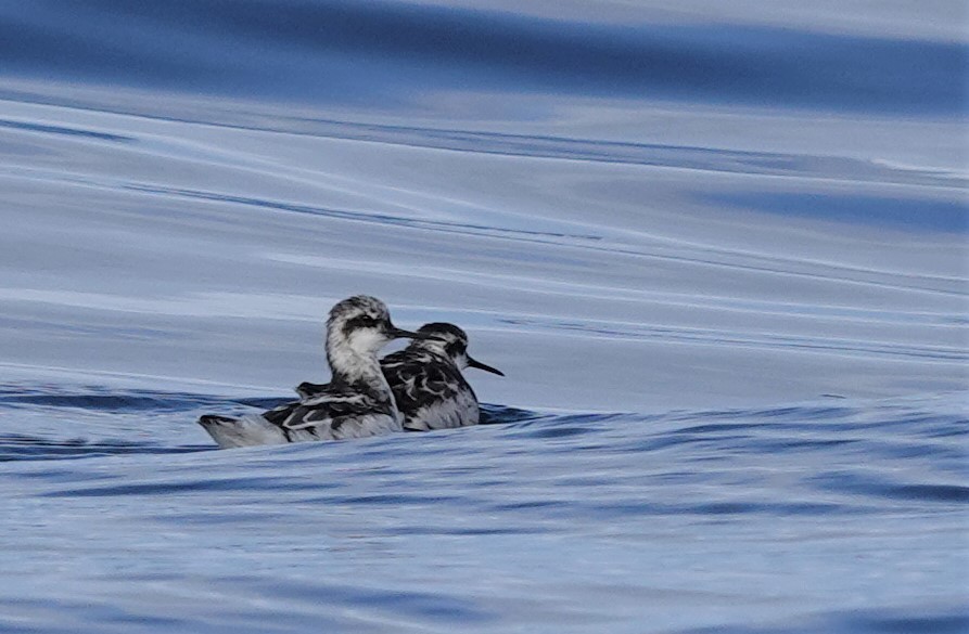 Phalarope à bec étroit - ML609318380