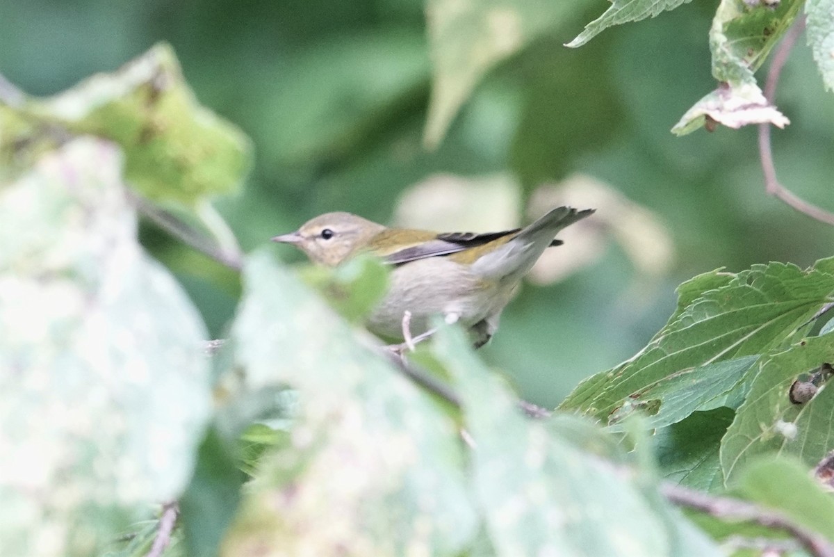 Tennessee Warbler - ML609318391