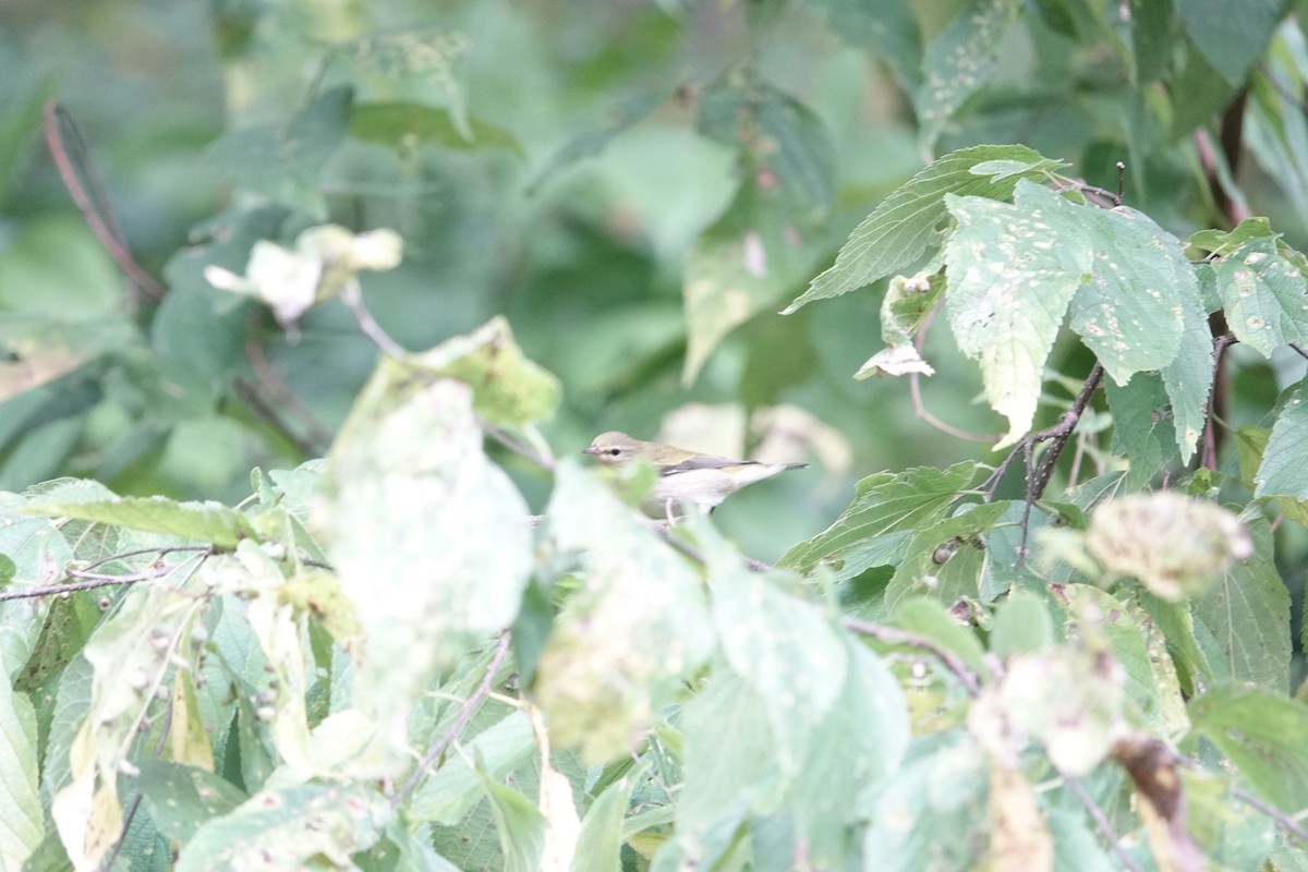 Tennessee Warbler - ML609318392