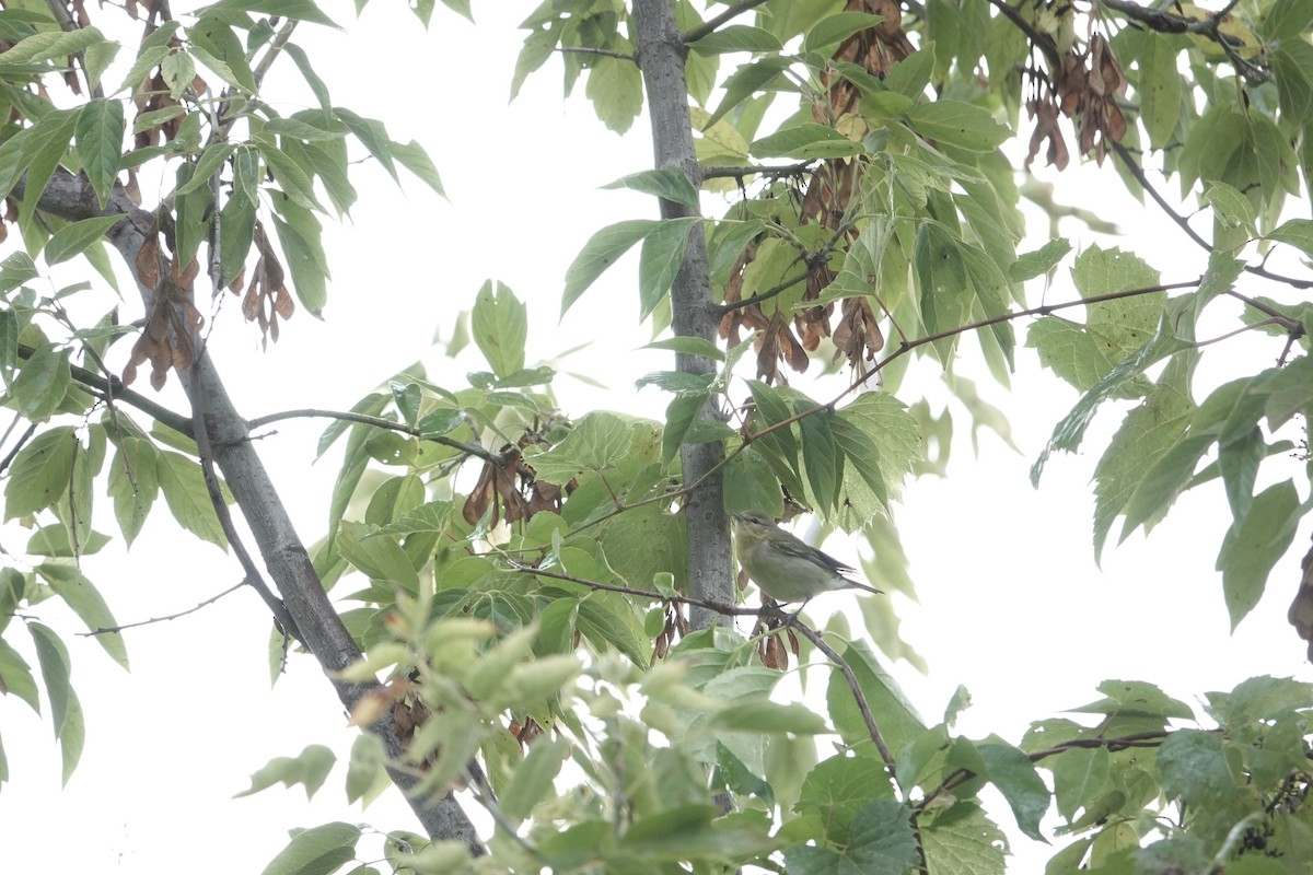 Tennessee Warbler - ML609318410