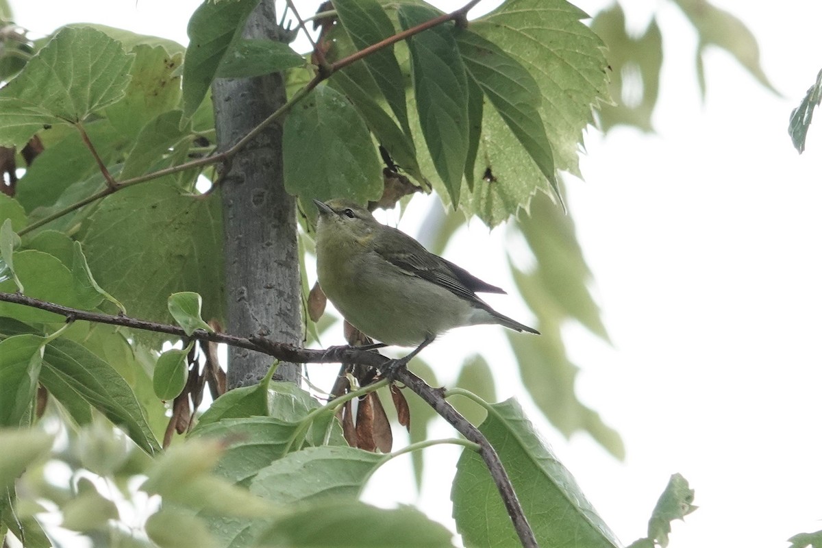 Tennessee Warbler - ML609318448