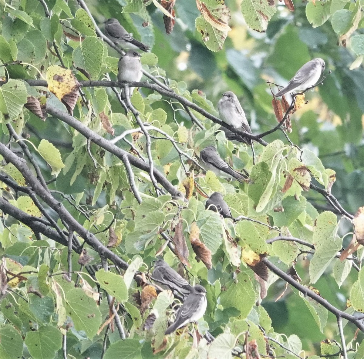Tree Swallow - ML609318486