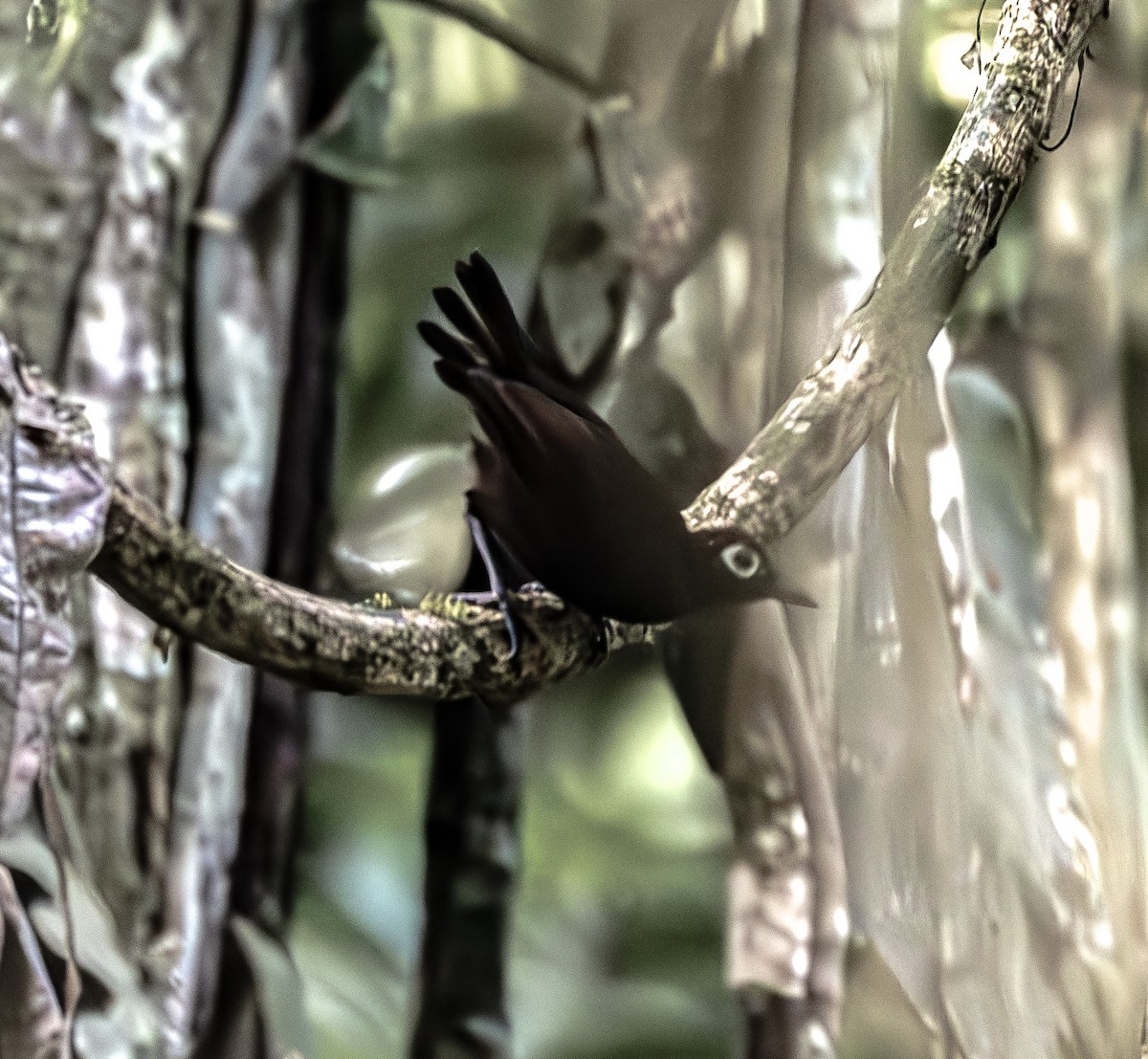 Bare-eyed Antbird - ML609318501