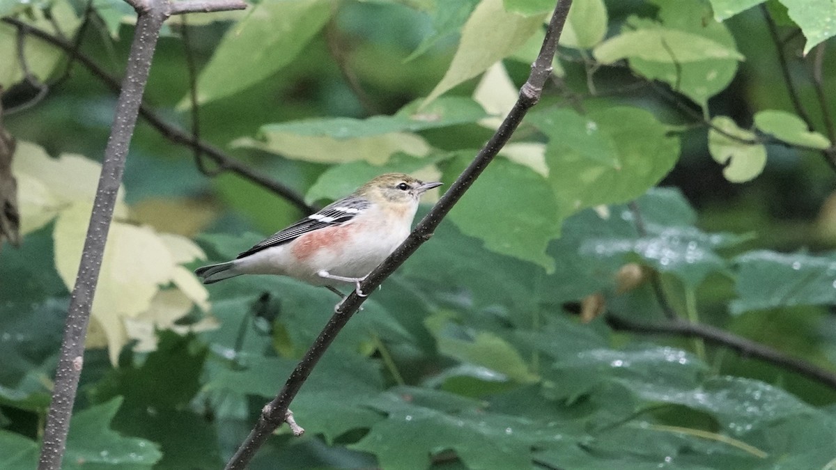 Bay-breasted Warbler - ML609318522