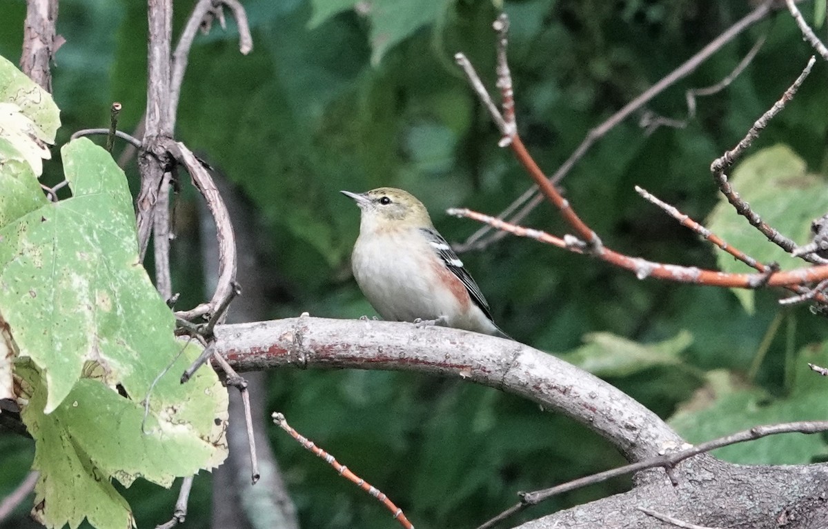 Bay-breasted Warbler - ML609318535
