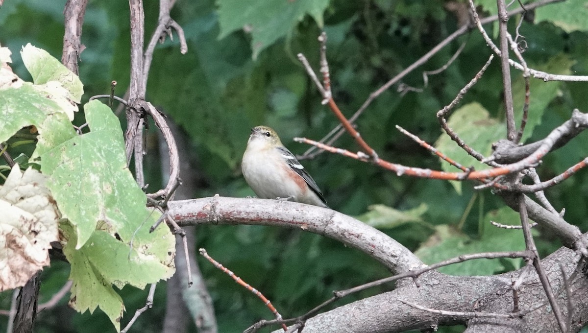 Bay-breasted Warbler - ML609318536