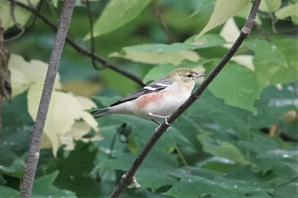 Bay-breasted Warbler - ML609318537
