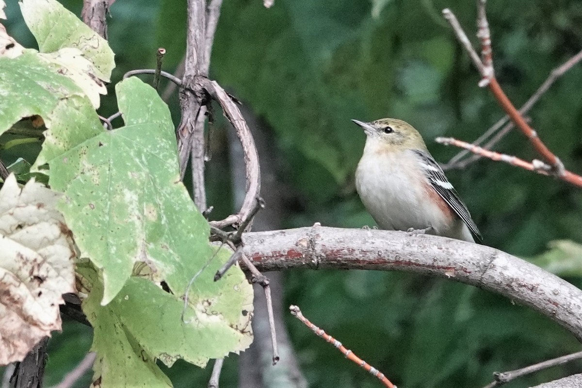 Bay-breasted Warbler - ML609318538
