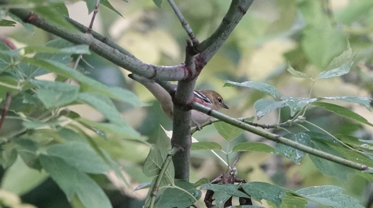 Bay-breasted Warbler - ML609318539