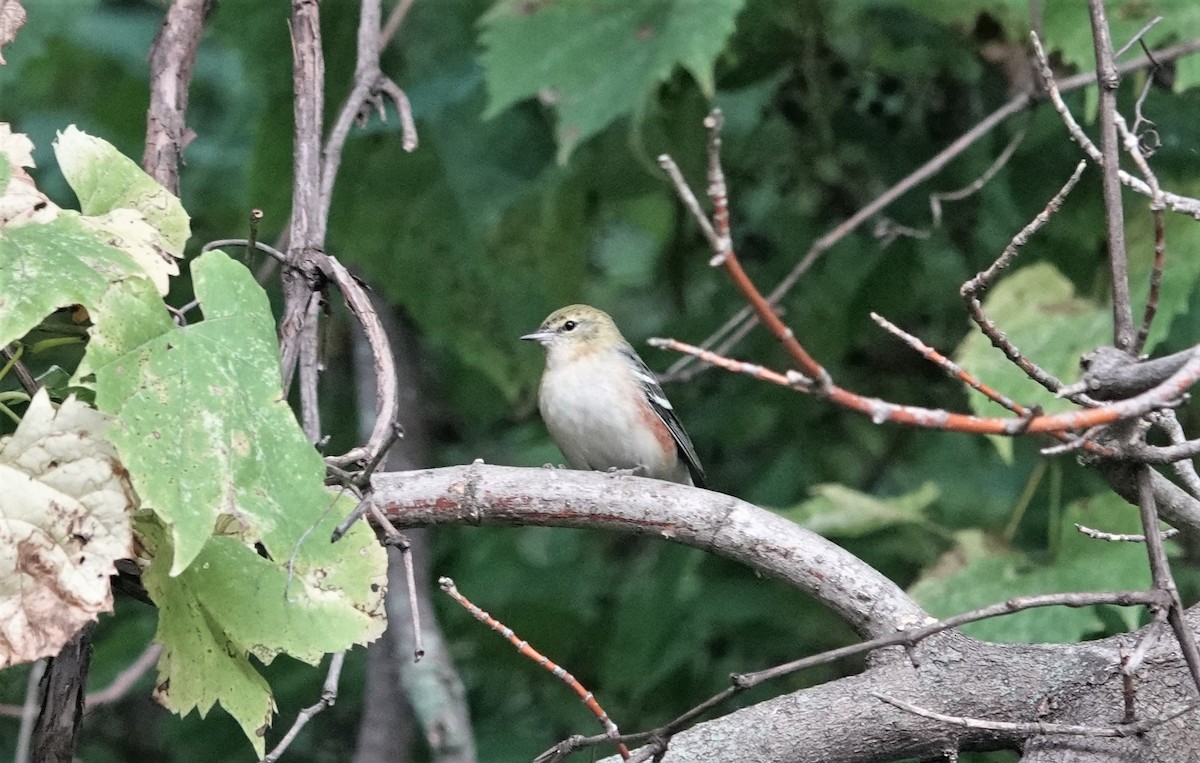 Bay-breasted Warbler - ML609318540