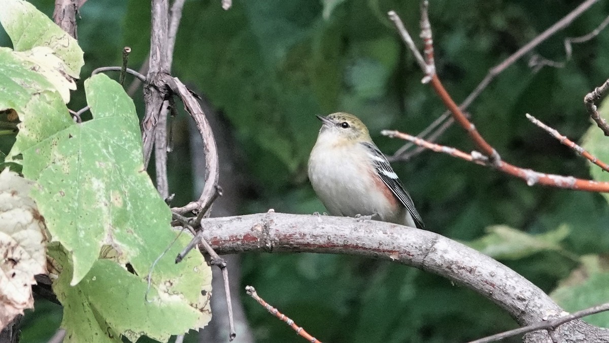 Bay-breasted Warbler - ML609318541