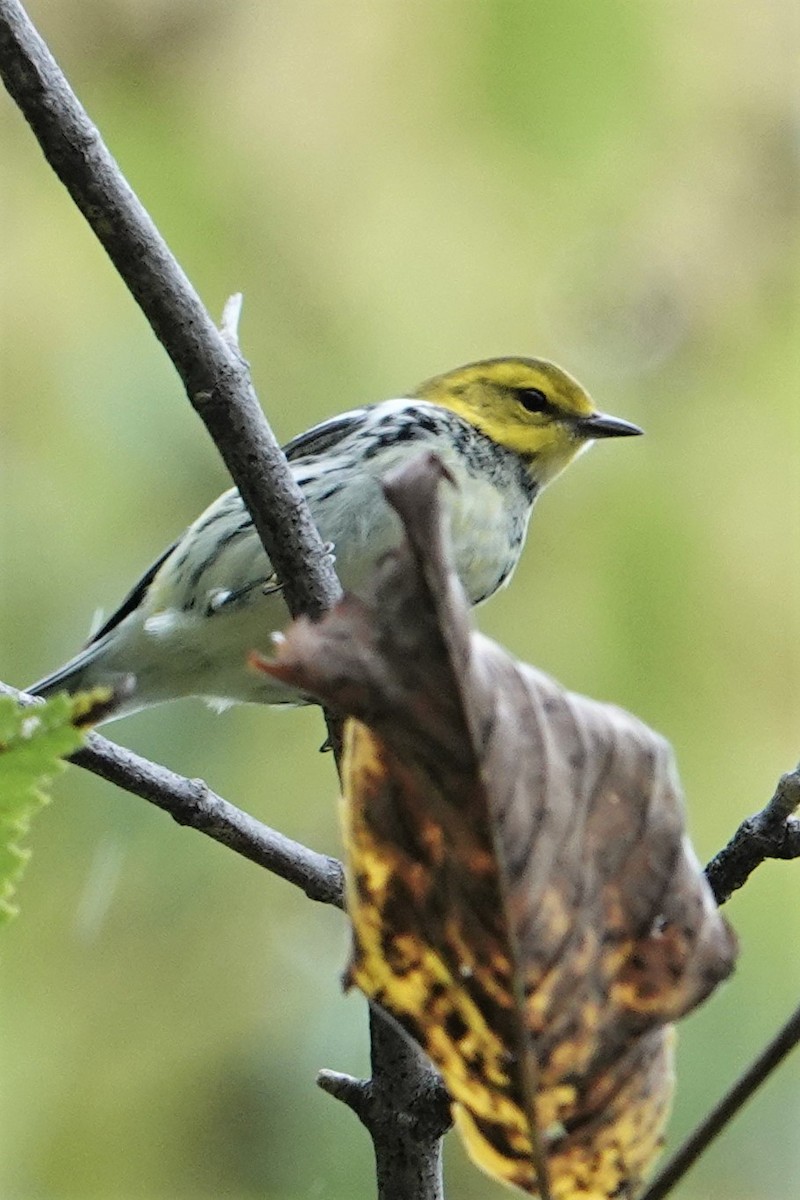Black-throated Green Warbler - ML609318550