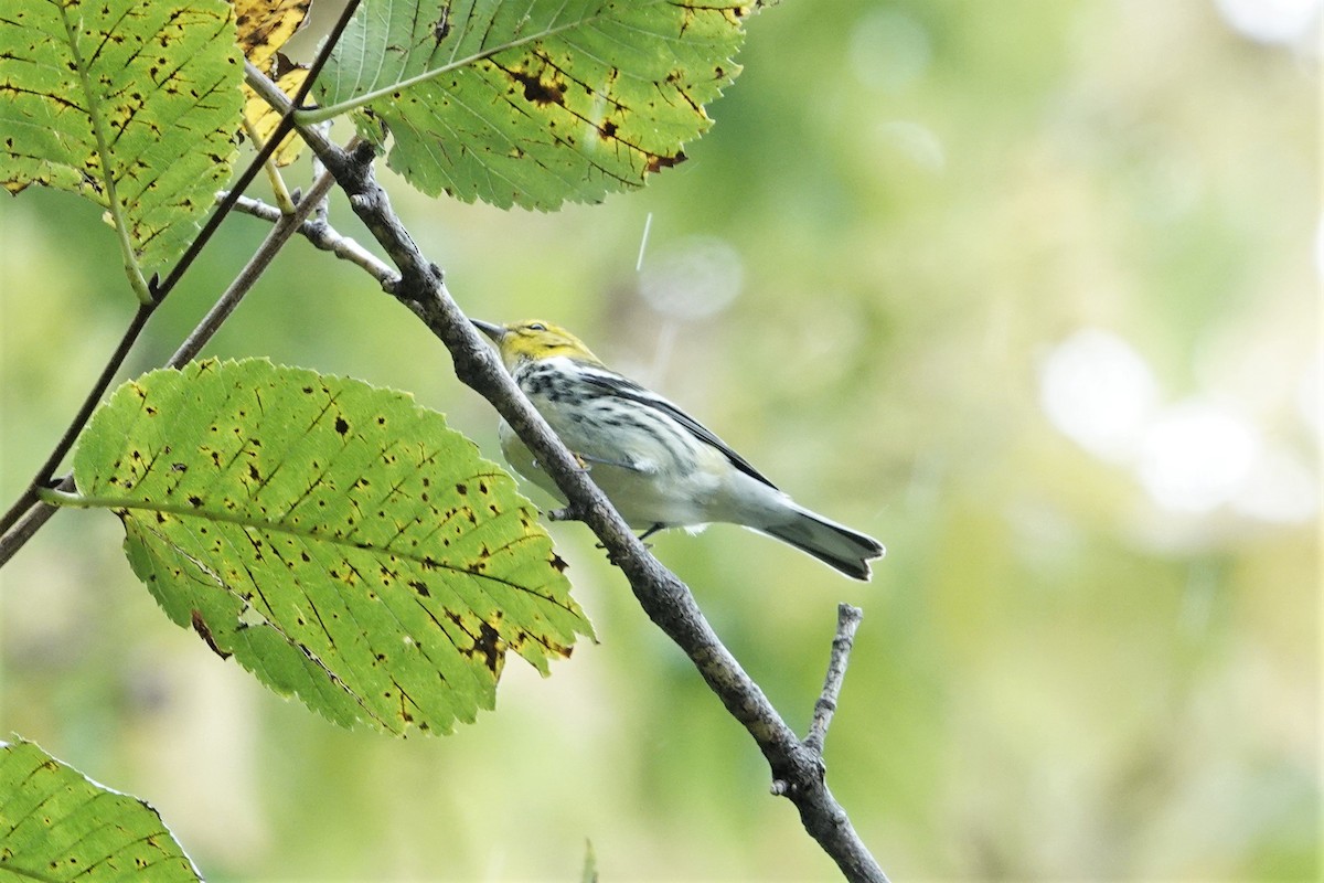 Black-throated Green Warbler - ML609318551