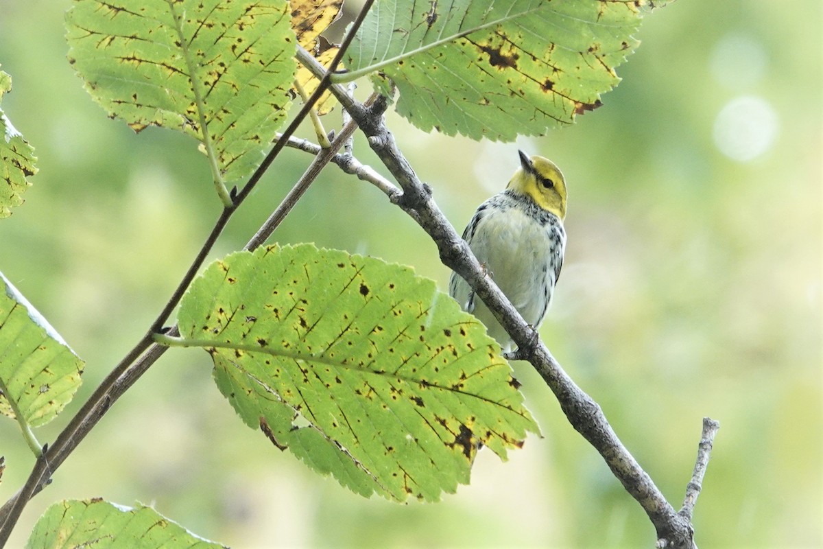 Black-throated Green Warbler - ML609318552