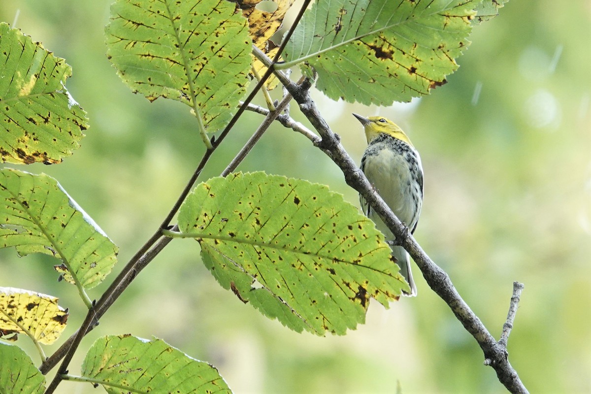 Black-throated Green Warbler - ML609318553