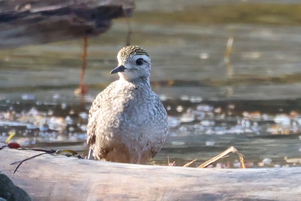 American Golden-Plover - Edward Flanders