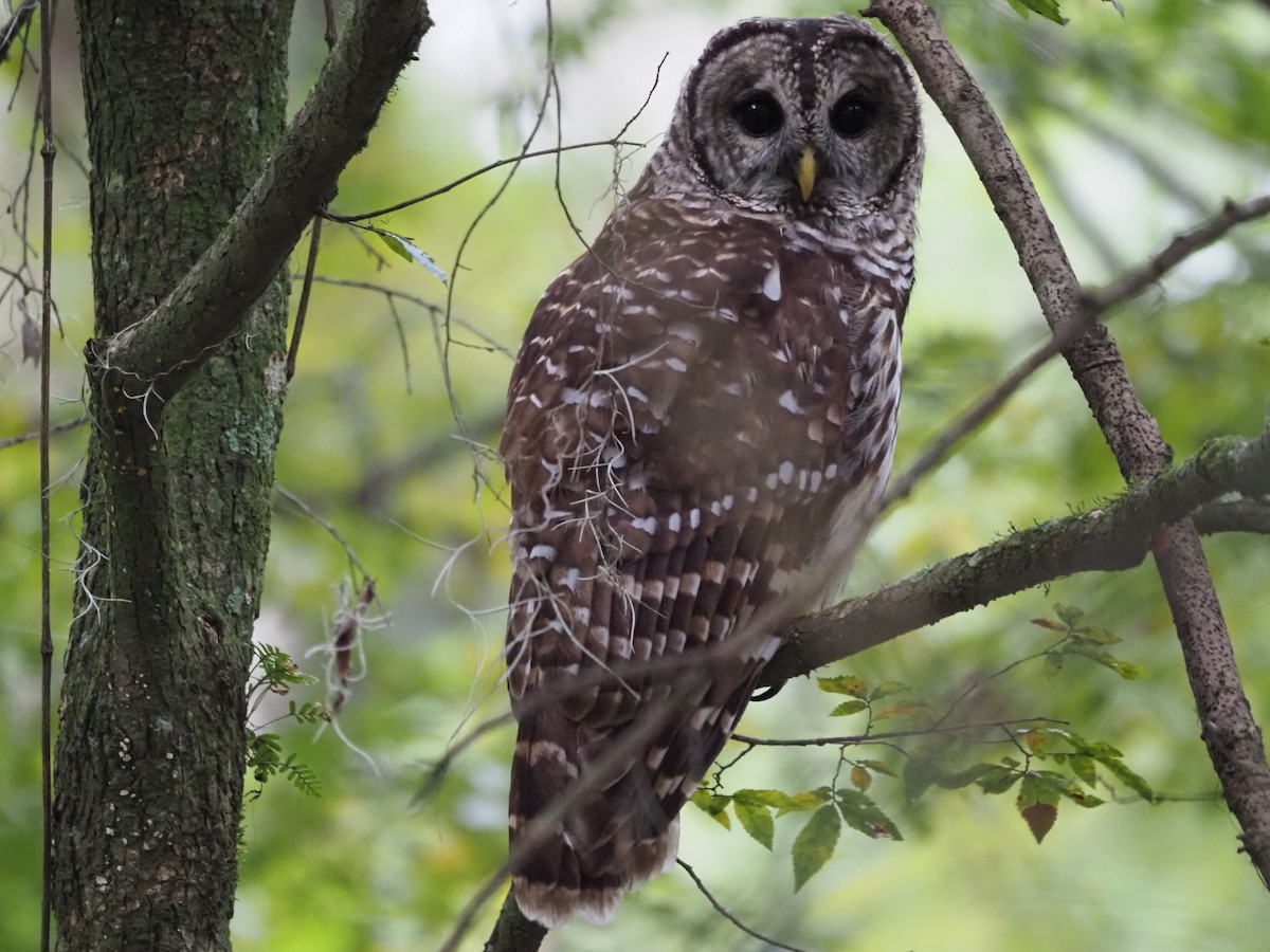 Barred Owl - Richard Kaskan