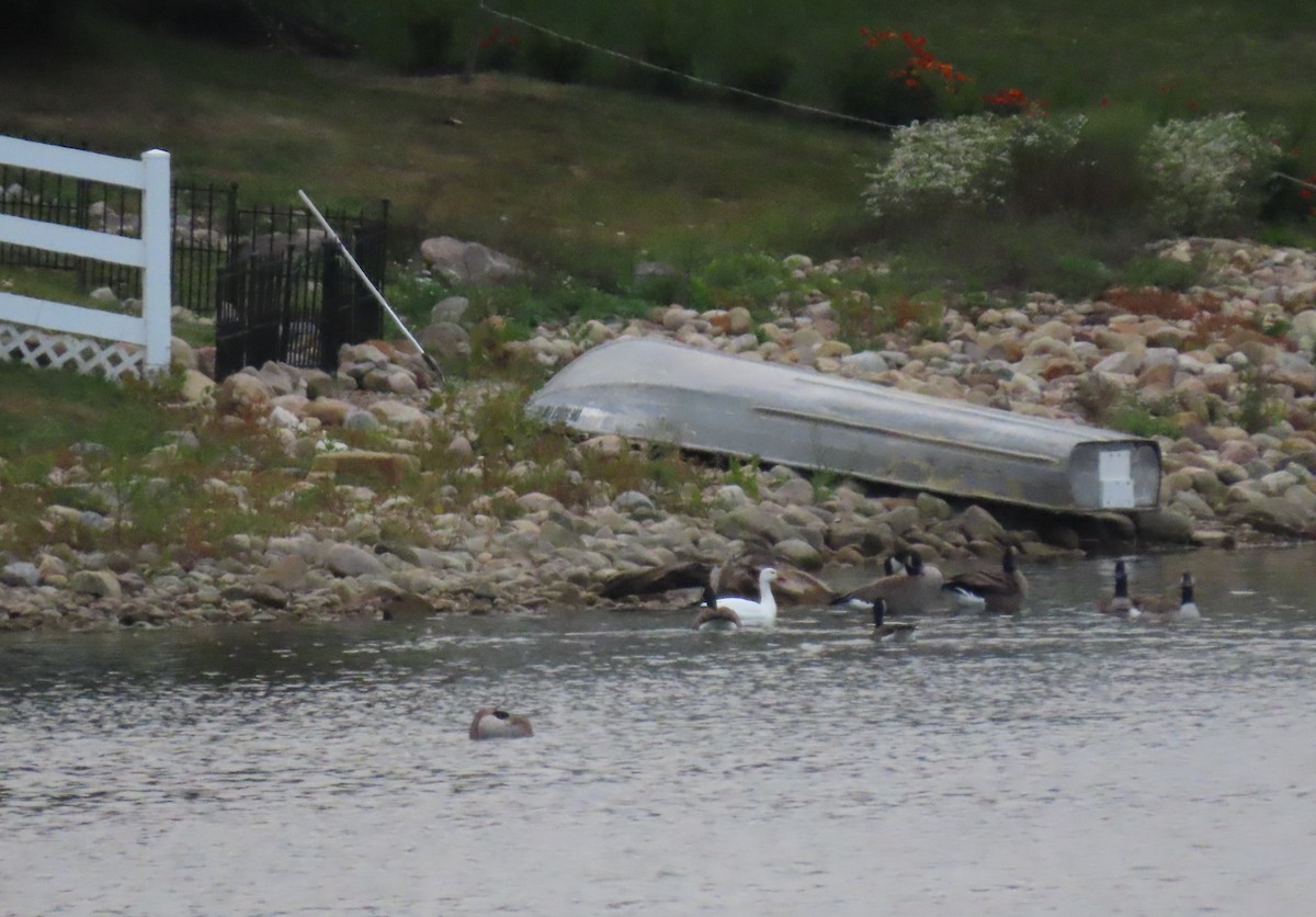 Snow Goose - ML609318654