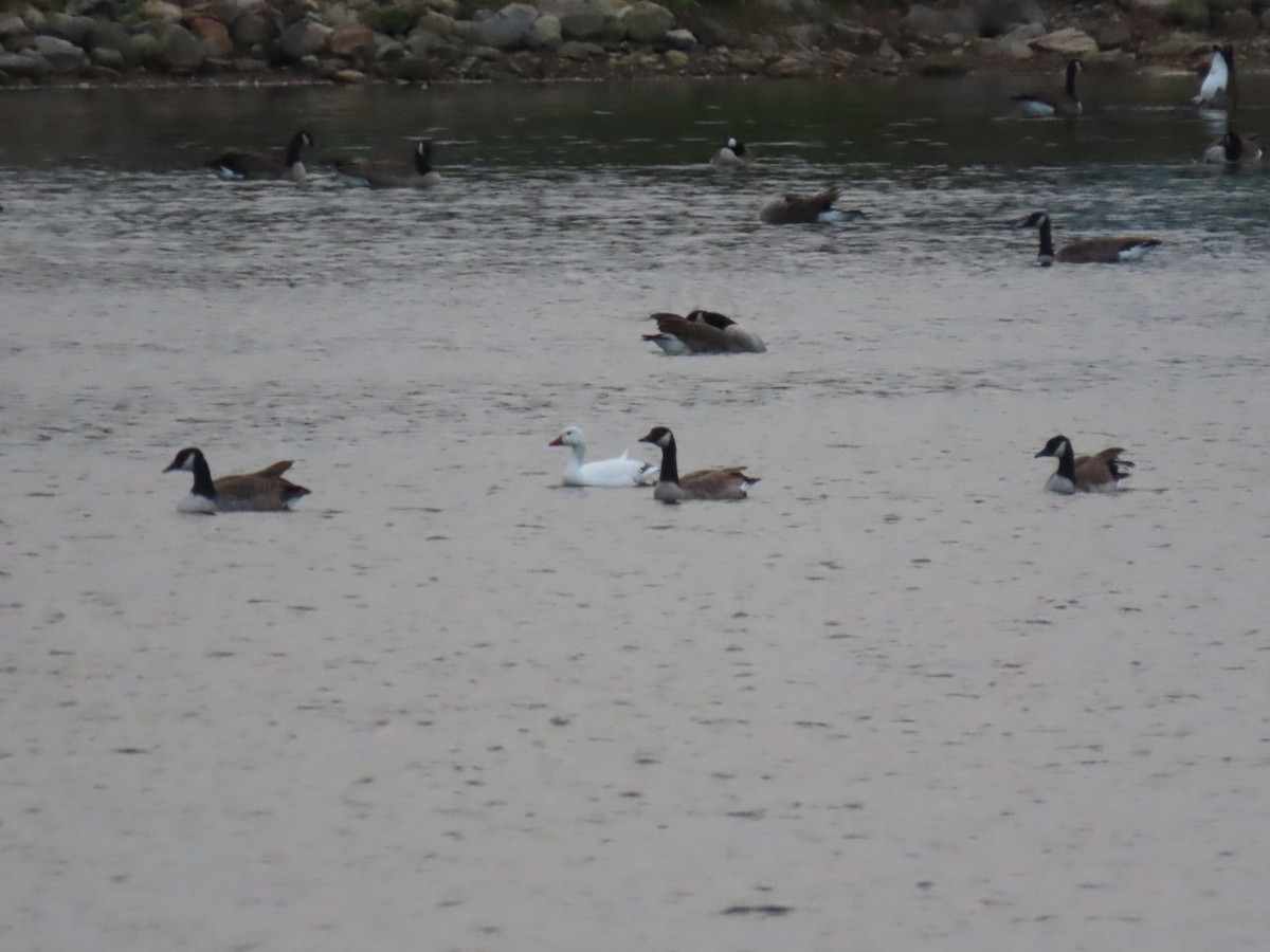 Snow Goose - ML609318687