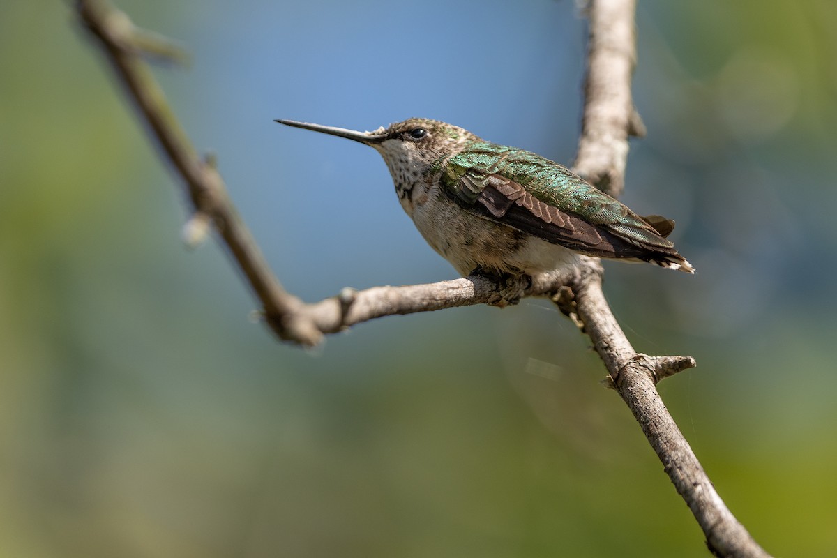 Colibrí Gorjirrubí - ML609318708