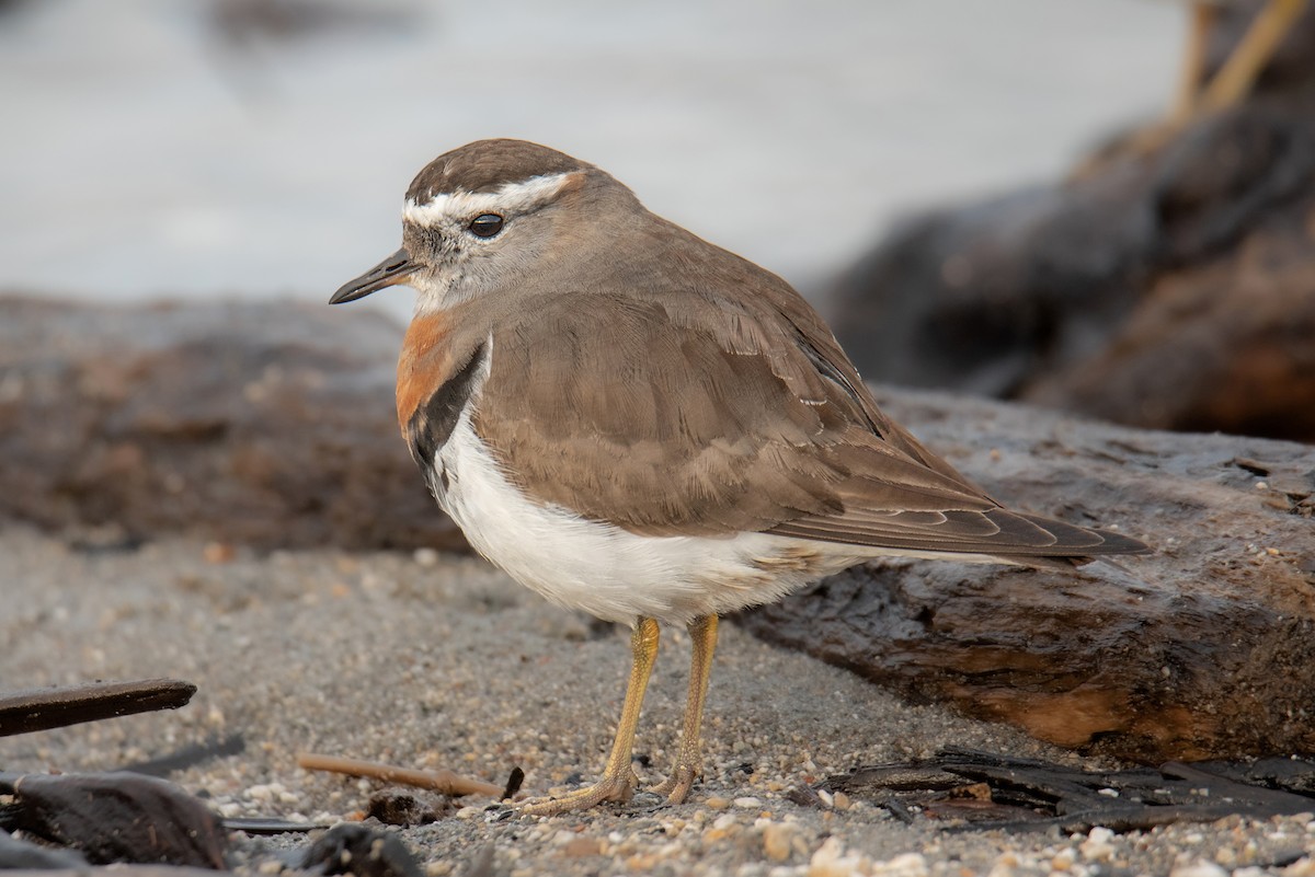 Rufous-chested Dotterel - Tamara Catalán Bermudez