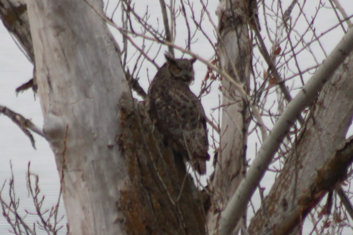 Great Horned Owl - ML609318781