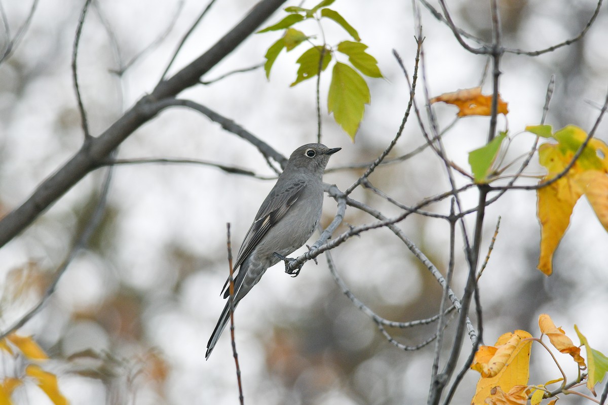 Townsend's Solitaire - ML609318896