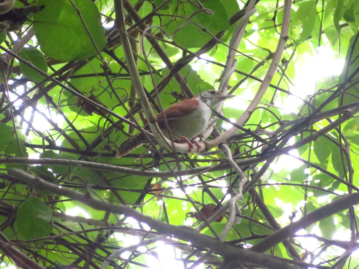 Rufous-and-white Wren - maicol gonzalez guzman