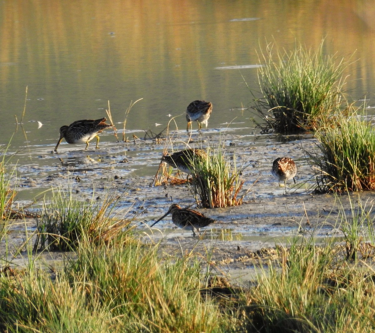 Common Snipe - ML609319024