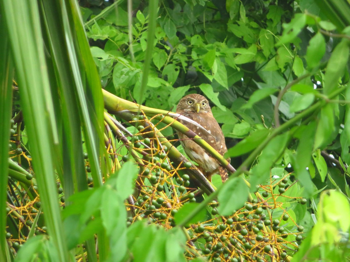 Ferruginous Pygmy-Owl - maicol gonzalez guzman