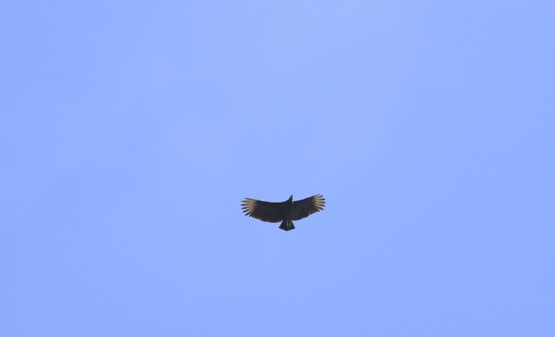 Black Vulture - Maikel Cañizares Morera