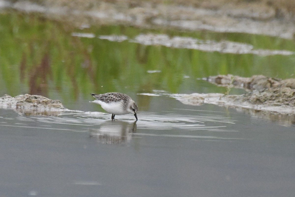 Semipalmated Sandpiper - ML609319158