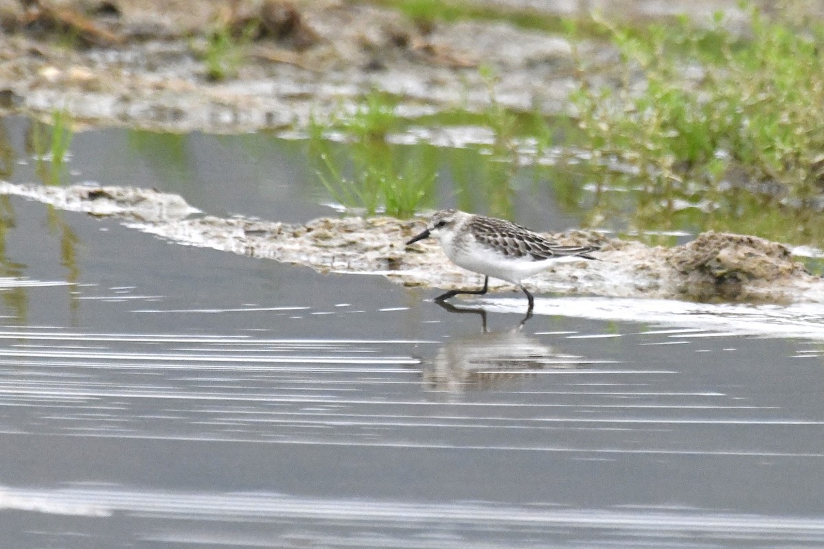 Semipalmated Sandpiper - ML609319173