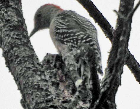 Red-bellied Woodpecker - ML609319184