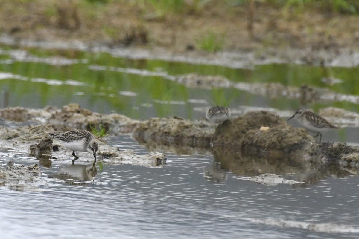 Semipalmated Sandpiper - ML609319203