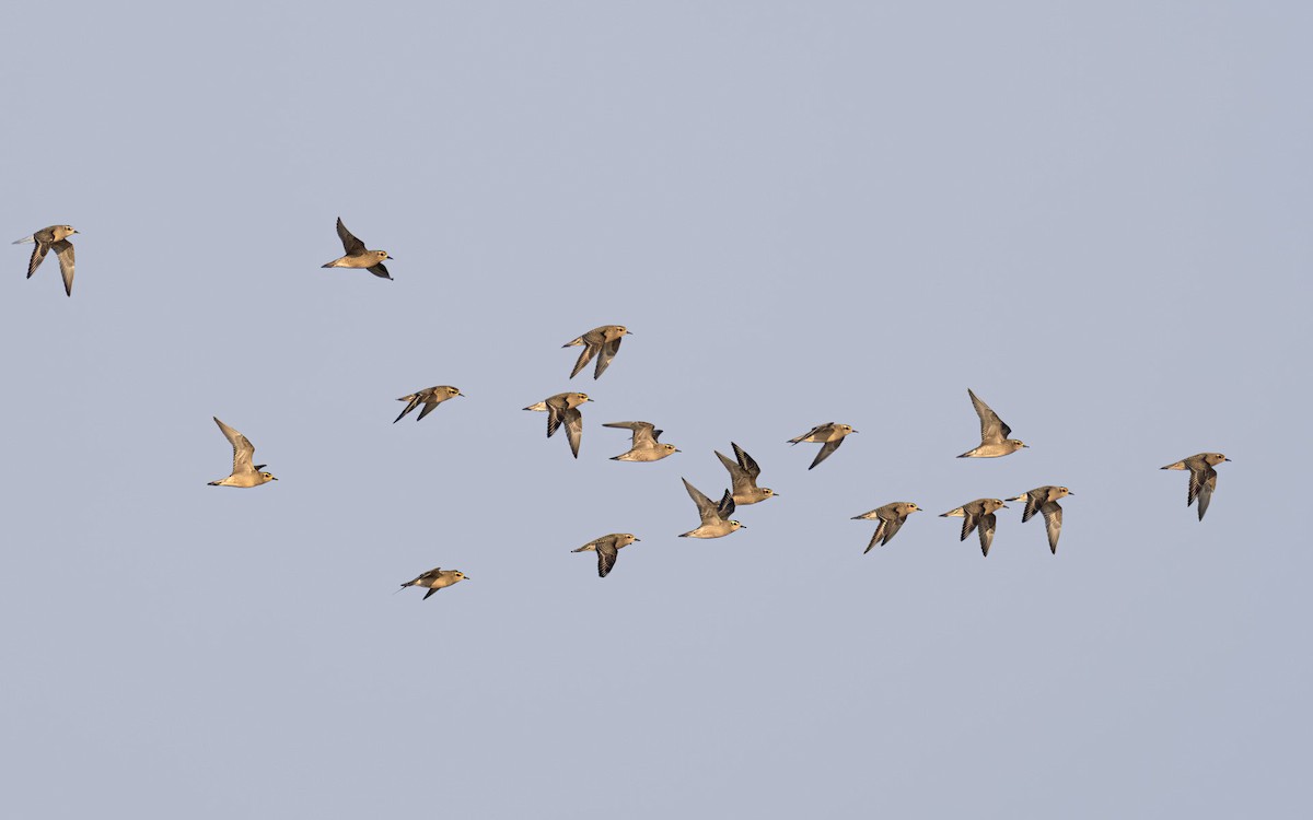 American Golden-Plover - ML609319302