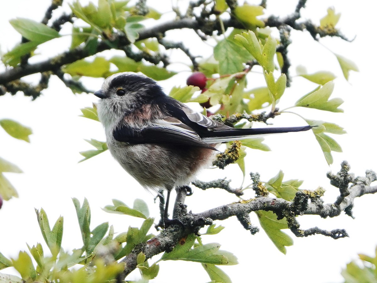 Long-tailed Tit - Barry Reed