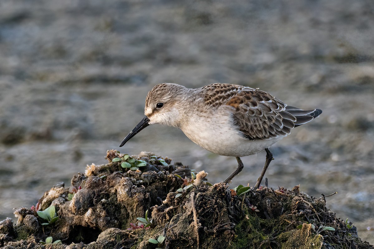 Western Sandpiper - ML609319341