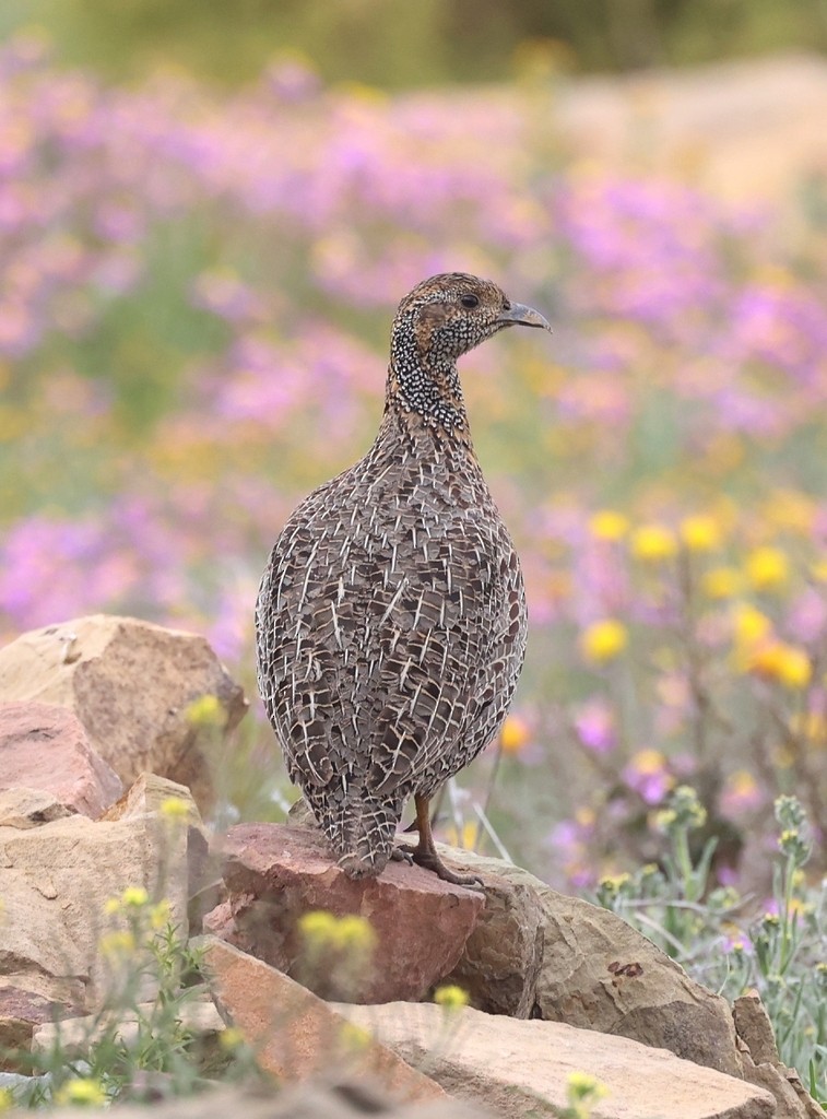 Gray-winged Francolin - ML609319367