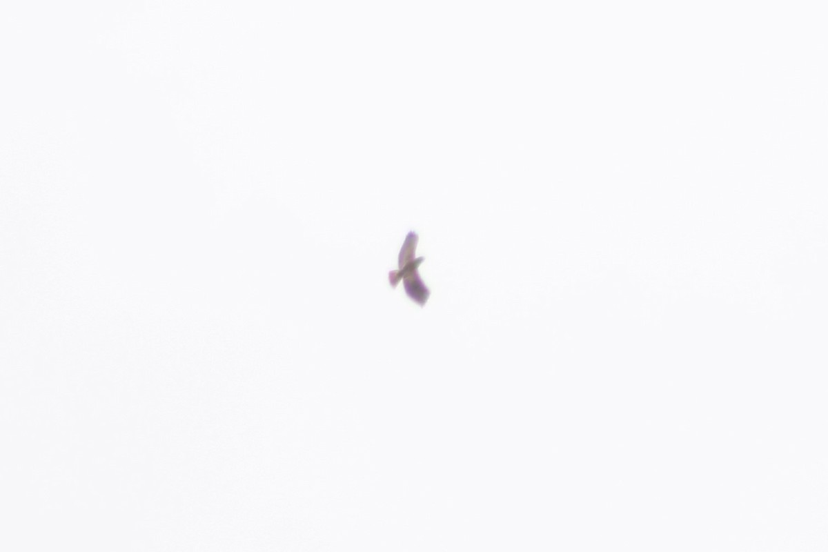 Red-tailed Hawk (calurus/alascensis) - ML609319407