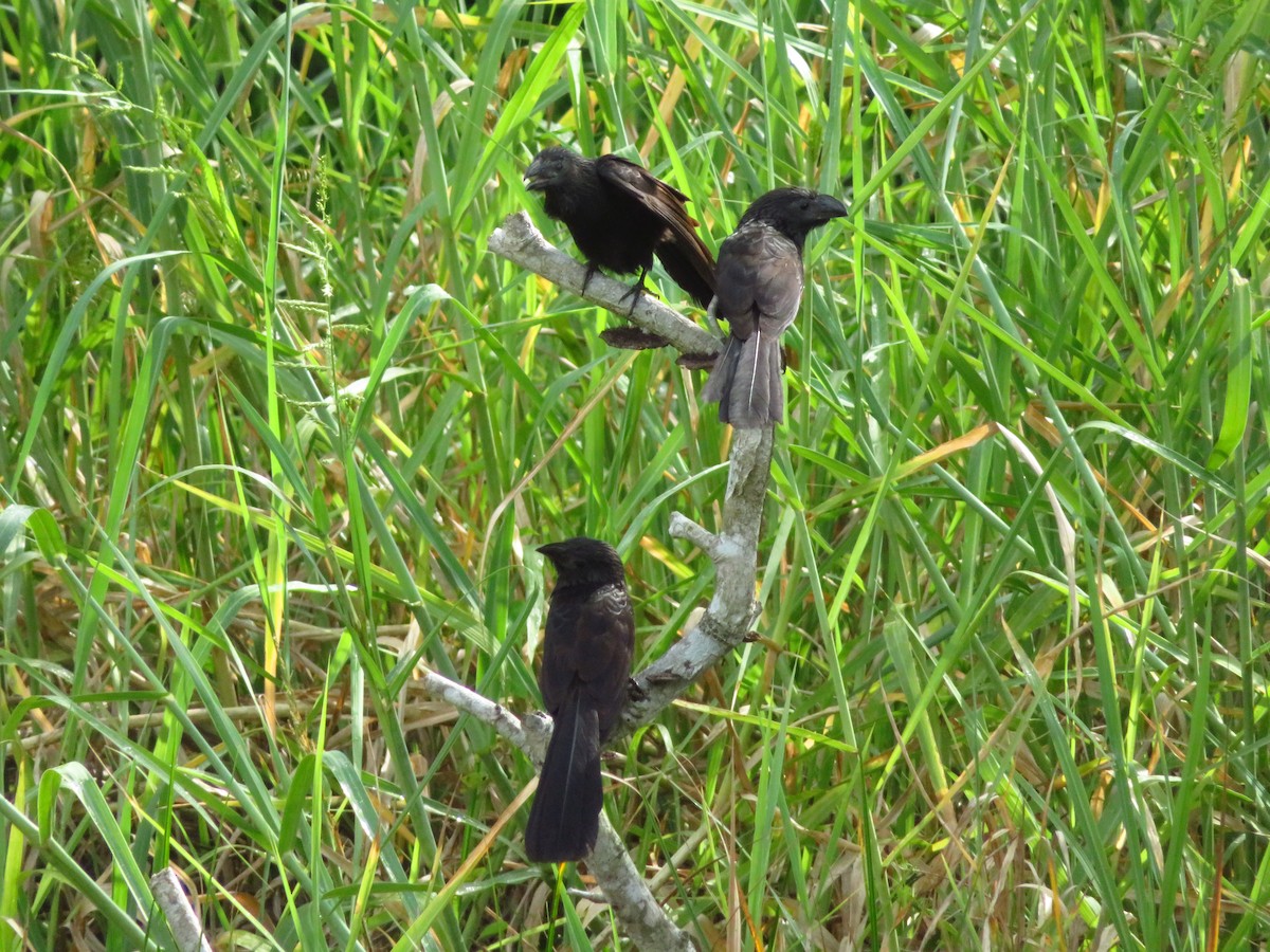 Groove-billed Ani - maicol gonzalez guzman