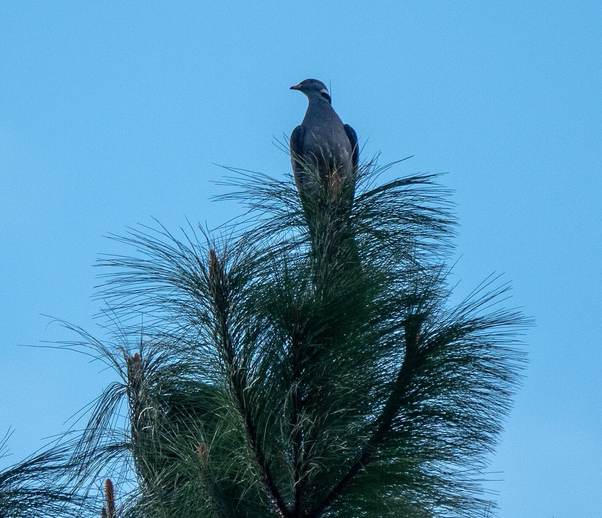 Band-tailed Pigeon - ML609319510