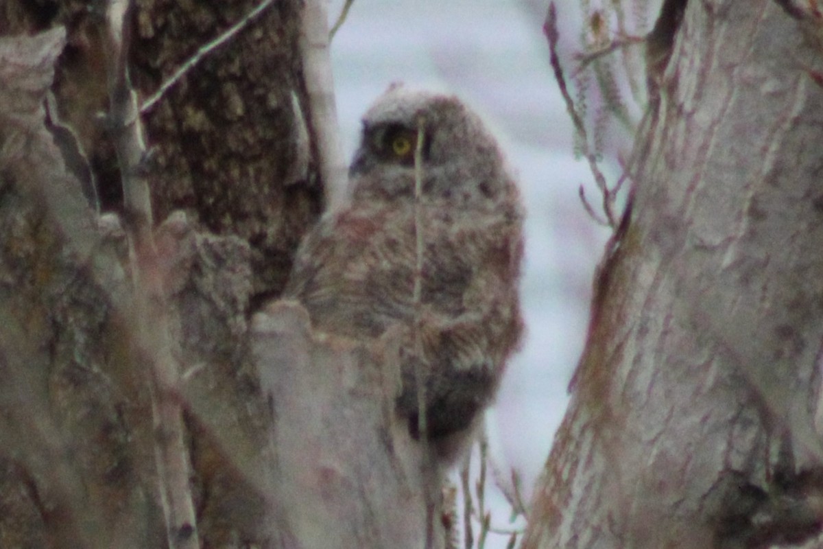Great Horned Owl - ML609319517