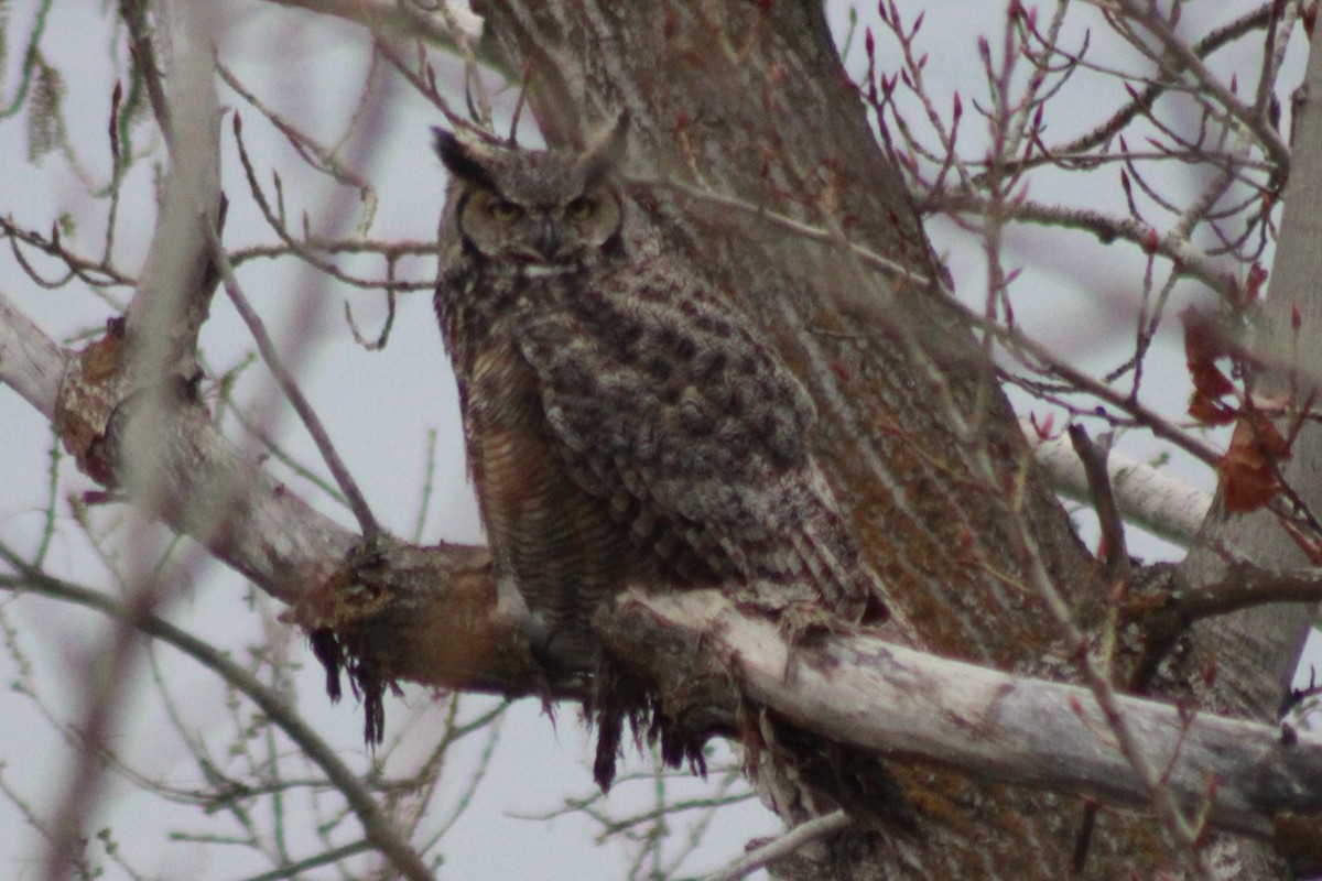 Great Horned Owl - ML609319518
