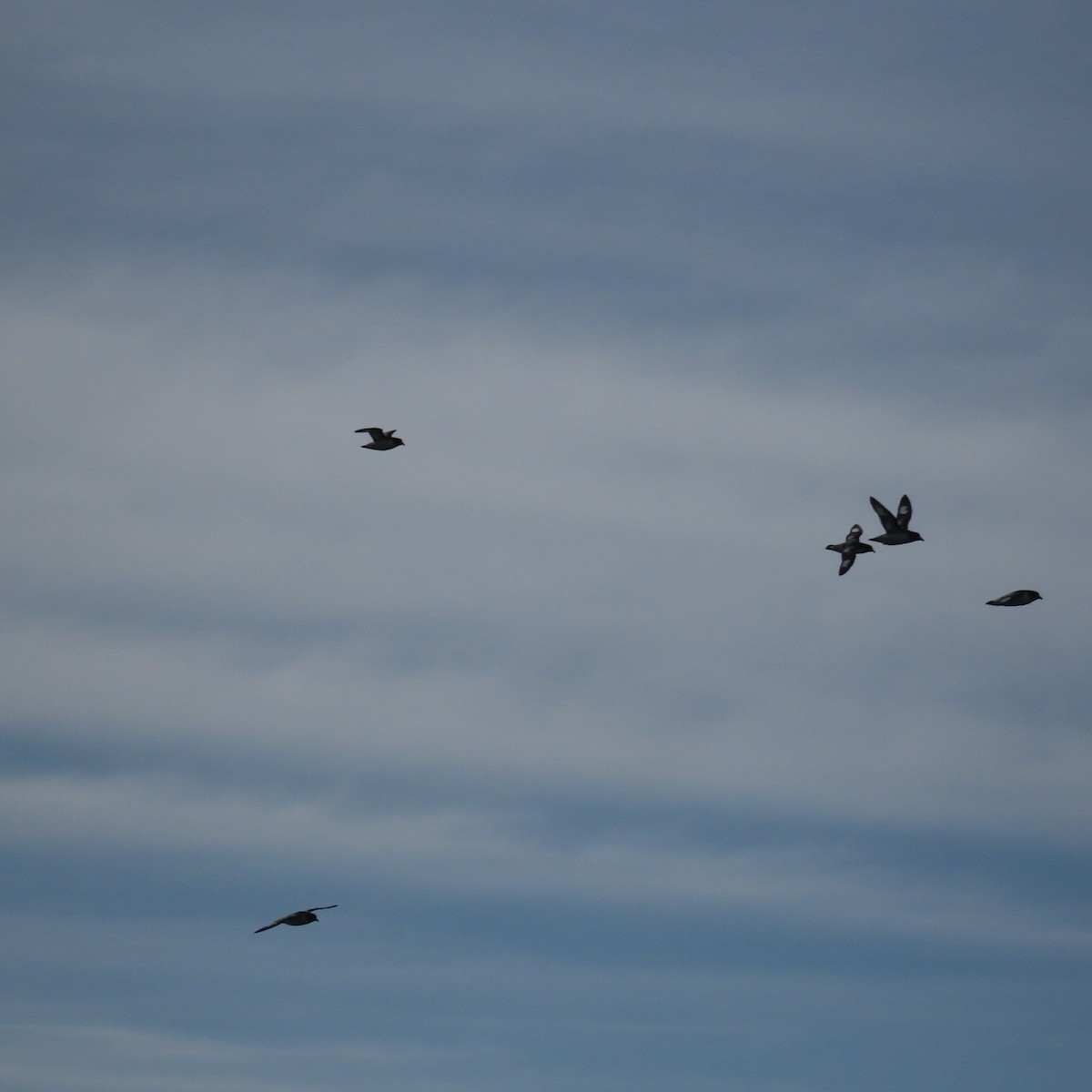 Cape Petrel - ML609319519