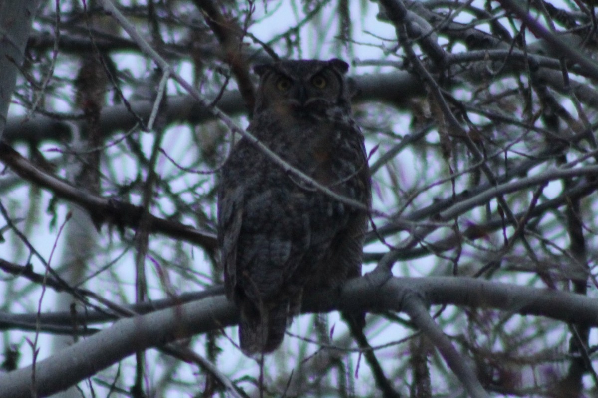 Great Horned Owl - ML609319566