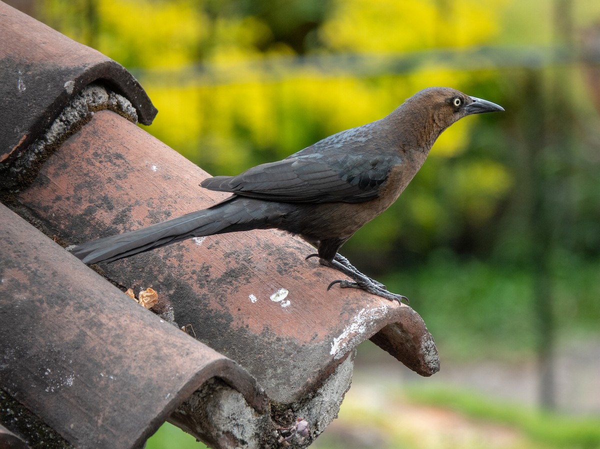 Great-tailed Grackle - ML609319567