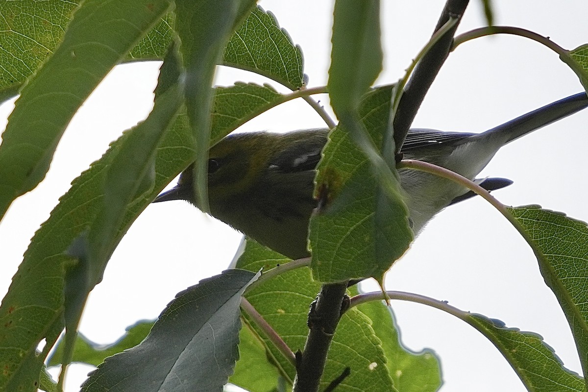 Grünmantel-Waldsänger - ML609319600