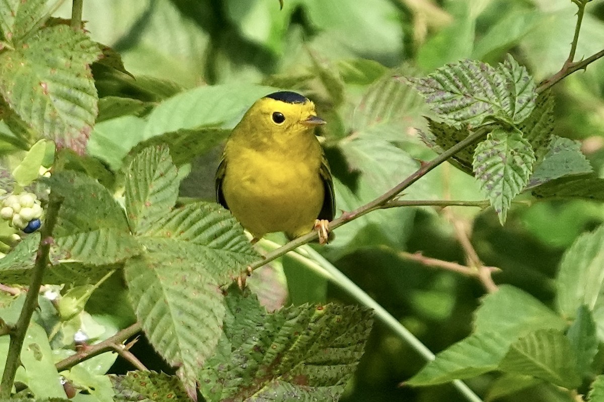 Wilson's Warbler - ML609319604